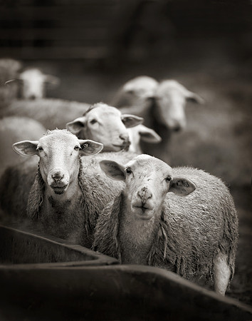 wondering Ewes